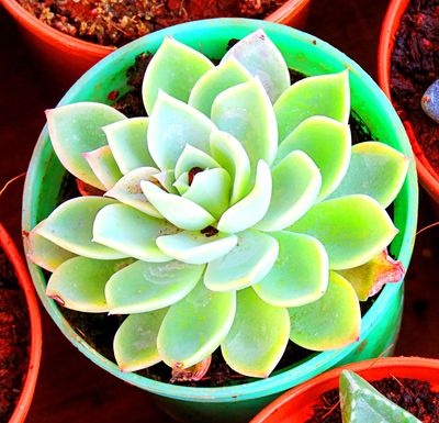 Succulent Plant Download Jigsaw Puzzle