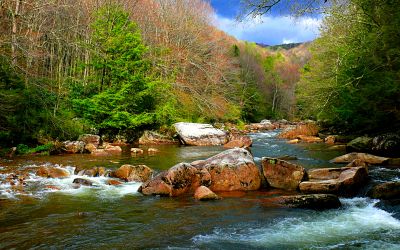 Rocky Forest Stream Download Jigsaw Puzzle