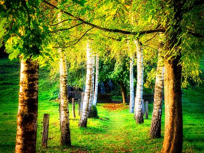 Trees Download Jigsaw Puzzle