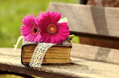 Gerbera Download Jigsaw Puzzle