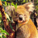 Koala Download Jigsaw Puzzle