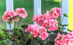 Pink Geranium Download Jigsaw Puzzle