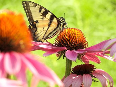 Butterfly Download Jigsaw Puzzle