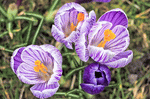 Crocus Download Jigsaw Puzzle