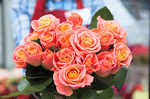 Roses Download Jigsaw Puzzle