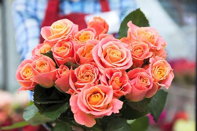 Roses Download Jigsaw Puzzle