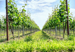 Vineyard Download Jigsaw Puzzle