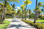 Palm Trees Download Jigsaw Puzzle