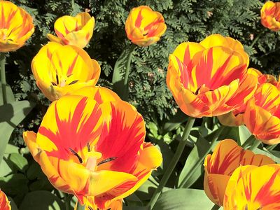 Tulips Download Jigsaw Puzzle