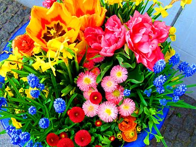 Flowers Download Jigsaw Puzzle