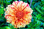 Dahlia Download Jigsaw Puzzle
