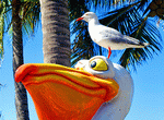 Seagull Download Jigsaw Puzzle