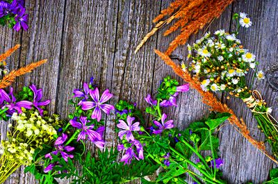 Flowers Download Jigsaw Puzzle