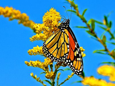 Butterfly Download Jigsaw Puzzle