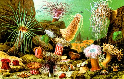 Sea Anemones Download Jigsaw Puzzle