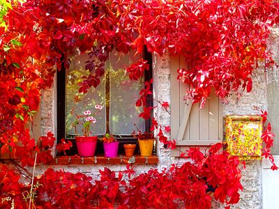 Flowers Download Jigsaw Puzzle