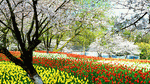 Flowers Download Jigsaw Puzzle