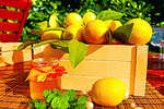 Lemons Download Jigsaw Puzzle