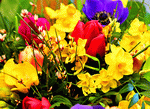 Flowers Download Jigsaw Puzzle