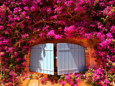 Flowers Download Jigsaw Puzzle