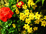 Flowers Download Jigsaw Puzzle