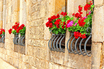 Flowers Download Jigsaw Puzzle