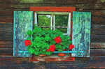 Flowers Download Jigsaw Puzzle