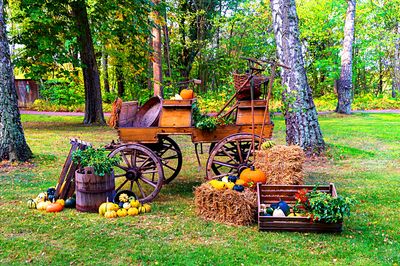 Pumpkins Download Jigsaw Puzzle