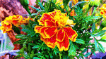 Flowers Download Jigsaw Puzzle