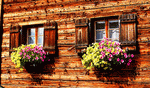 Flowers Download Jigsaw Puzzle