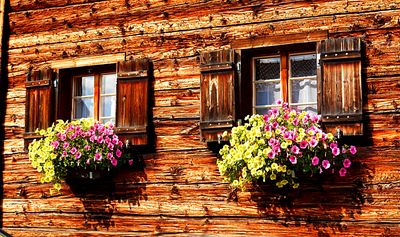 Flowers Download Jigsaw Puzzle