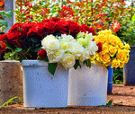 Flowers Download Jigsaw Puzzle