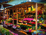 Flowers Download Jigsaw Puzzle