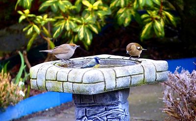 Bird Bath Download Jigsaw Puzzle