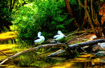 Birds, Australia Download Jigsaw Puzzle