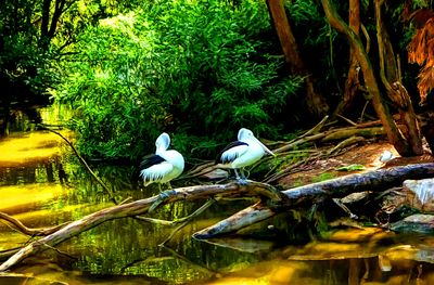 Birds, Australia Download Jigsaw Puzzle