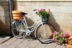 Flowers Download Jigsaw Puzzle
