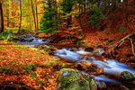 Forest Stream Download Jigsaw Puzzle