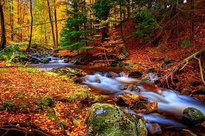 Forest Stream Download Jigsaw Puzzle