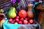 Squash Download Jigsaw Puzzle