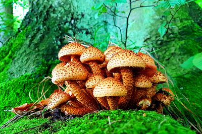 Wild Mushrooms Download Jigsaw Puzzle