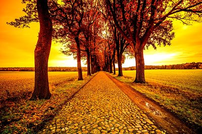 Trees, Germany Download Jigsaw Puzzle