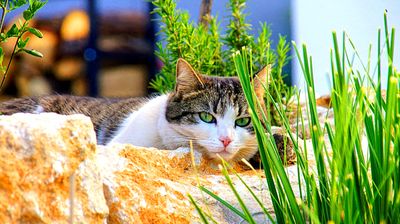 Cat Download Jigsaw Puzzle