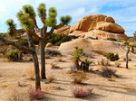 Cactus, Arizona Download Jigsaw Puzzle