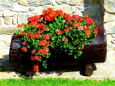 Flowers Download Jigsaw Puzzle