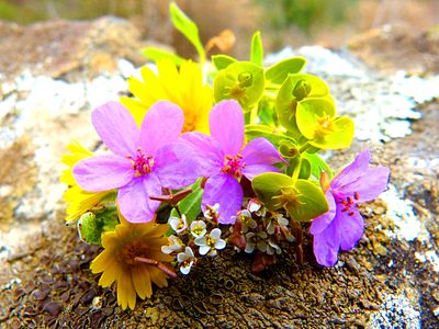 Flowers Download Jigsaw Puzzle
