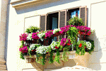 Flowers Download Jigsaw Puzzle
