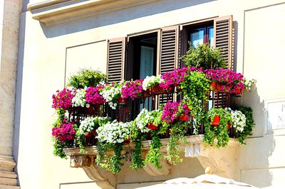 Flowers Download Jigsaw Puzzle