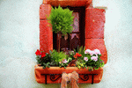 Flowers Download Jigsaw Puzzle