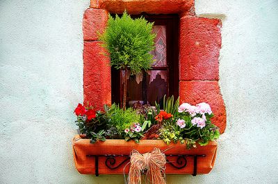 Flowers Download Jigsaw Puzzle
